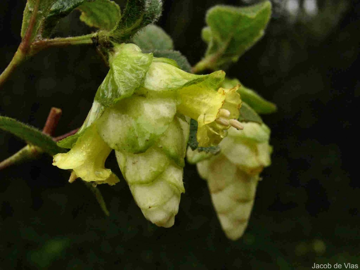 Strobilanthes calycina Nees